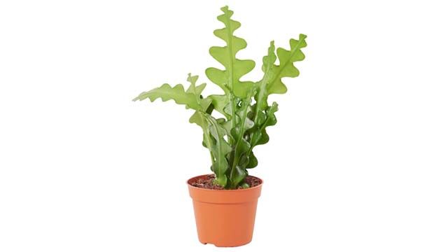 cactus orquidea