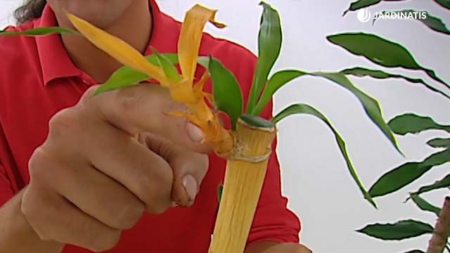 Dracaena sanderiana seca