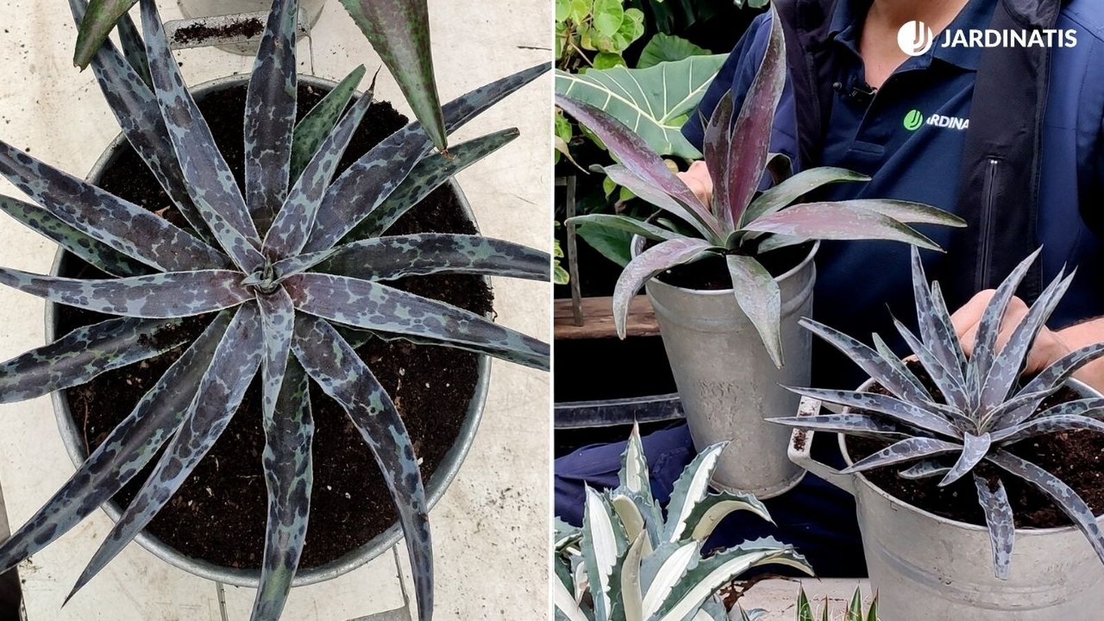 mangave hibrido entre agave y manfreda