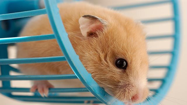hamster en la rueda