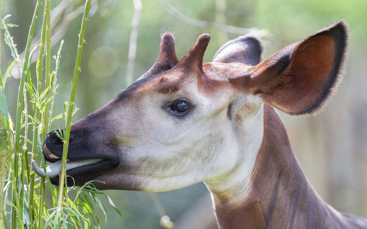 okapi comiendo
