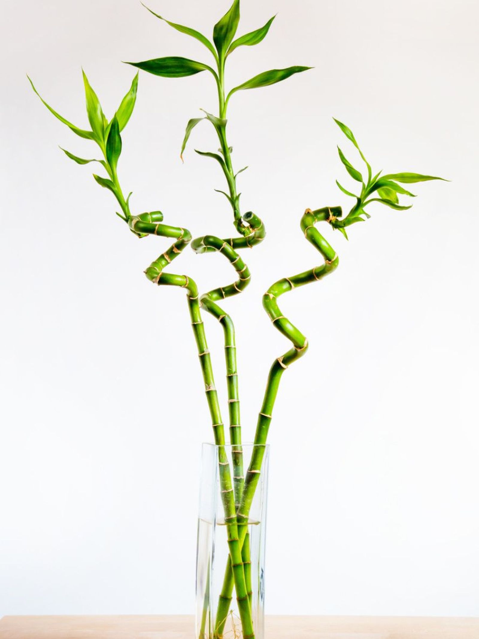numero de plantas feng shui