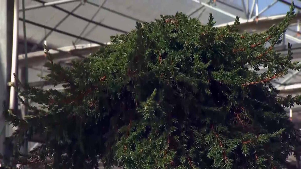 deco 690 jardineria coniferas injertadas porte rastrero