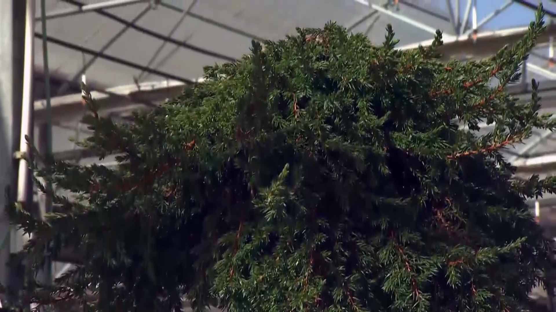 deco 690 jardineria coniferas injertadas porte rastrero