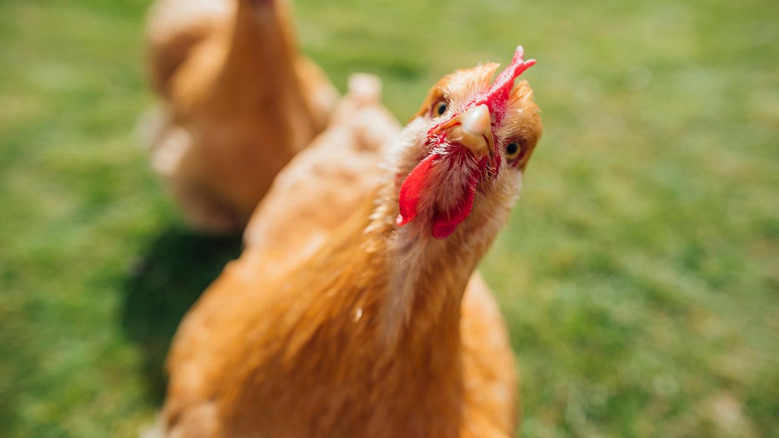 selfies divertidos animales granja 8