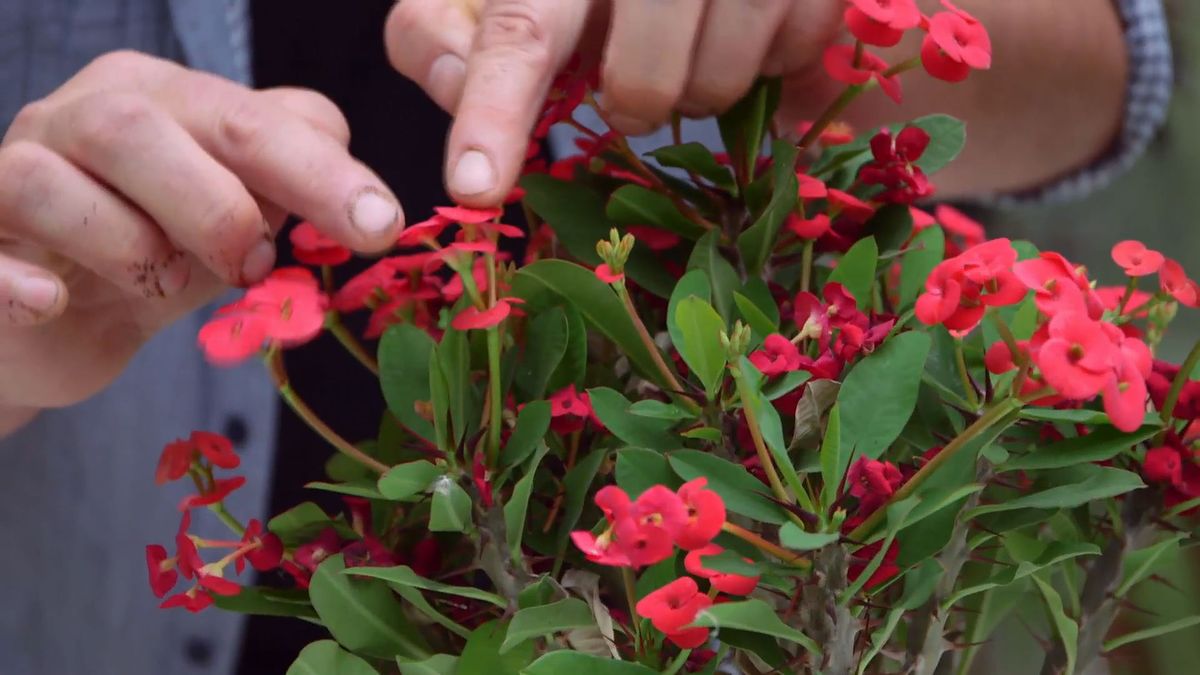 brico 952 3 euphorbia mii flores