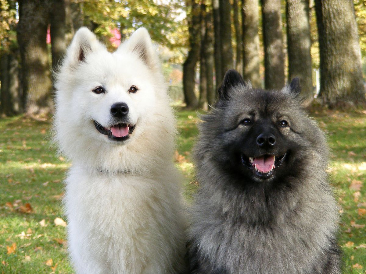 samoyedo keeshond