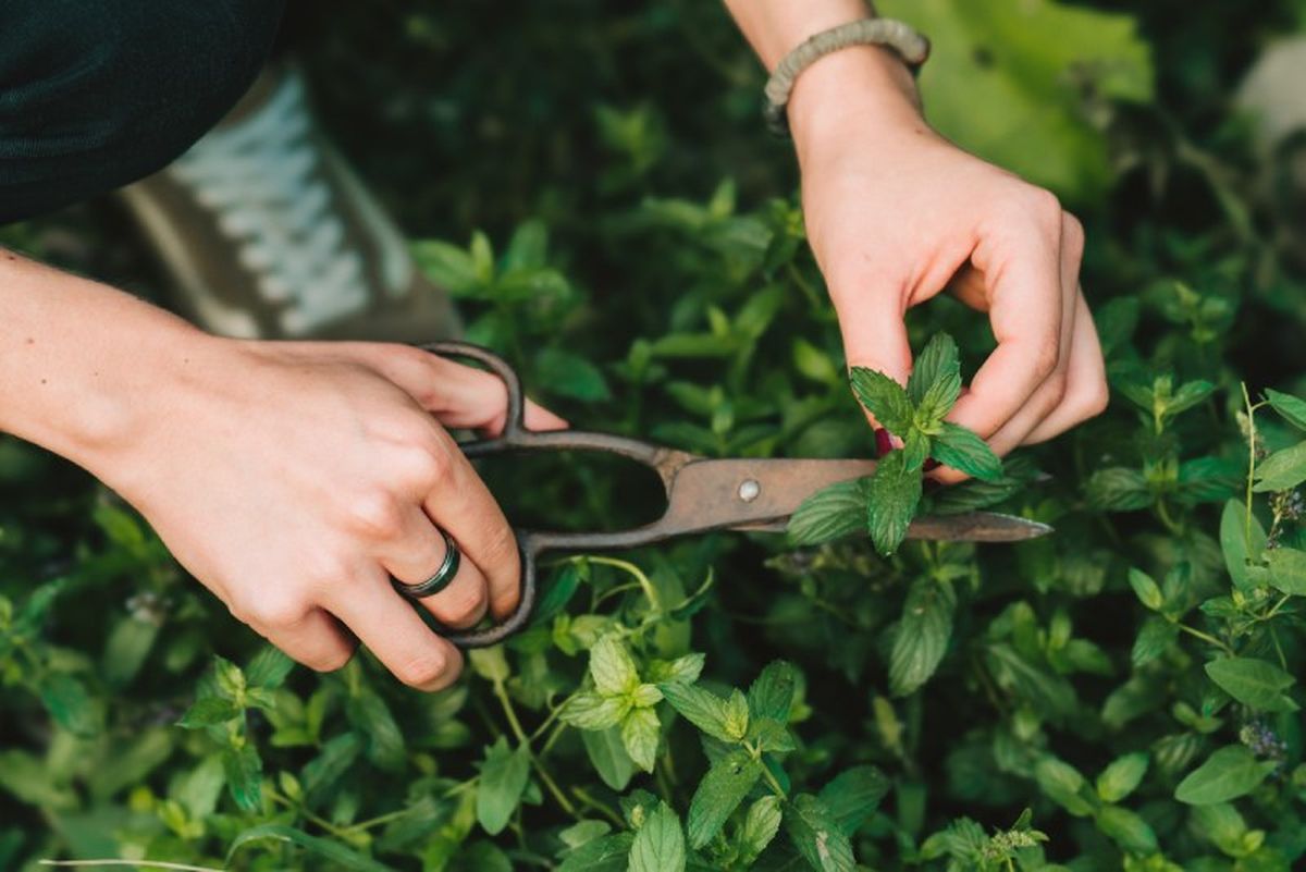 El olor es espectacular