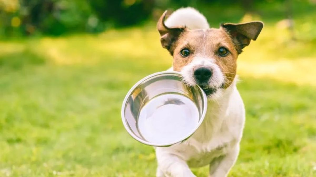 comederos para perros 2