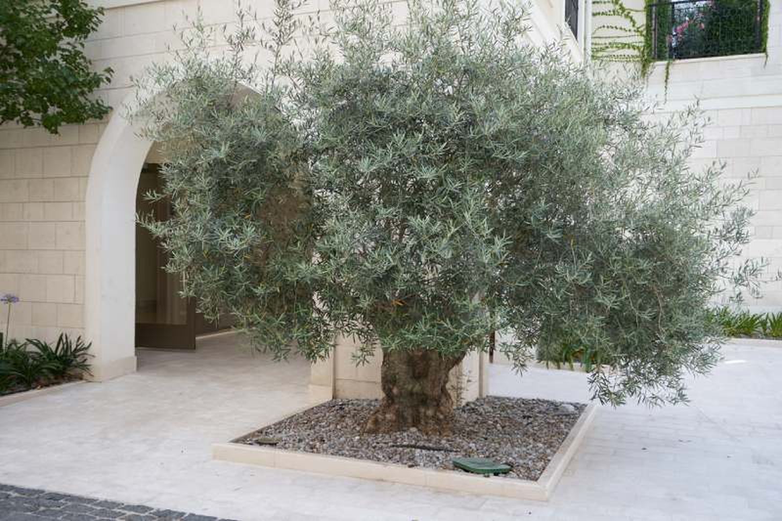 Olea europaea.