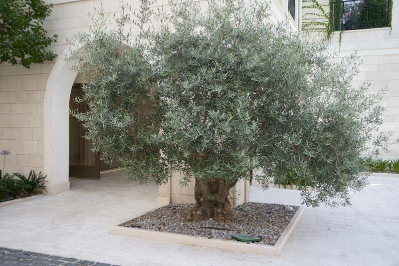 Olea europaea.