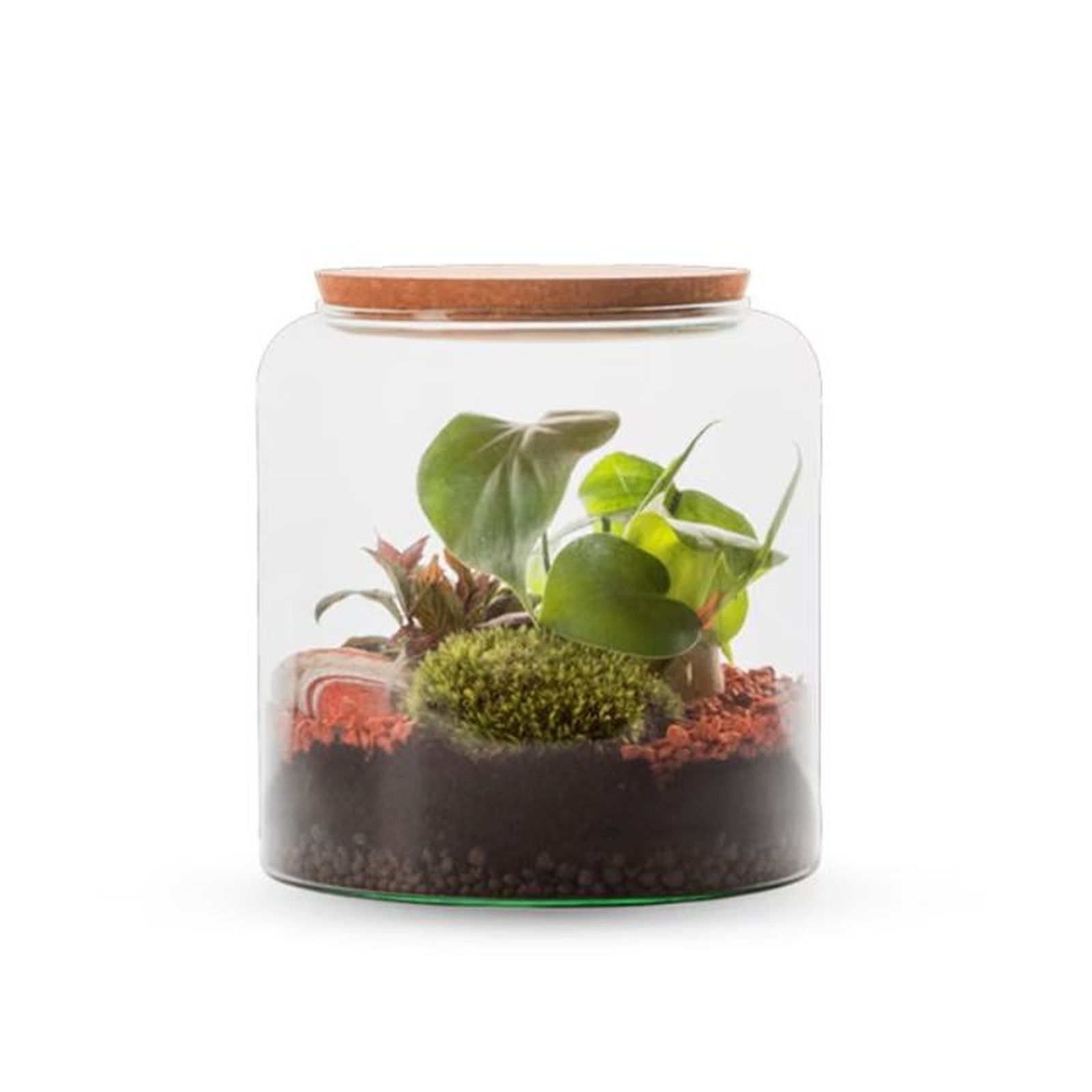 terrario autonomo mia naturalys 2 plantas