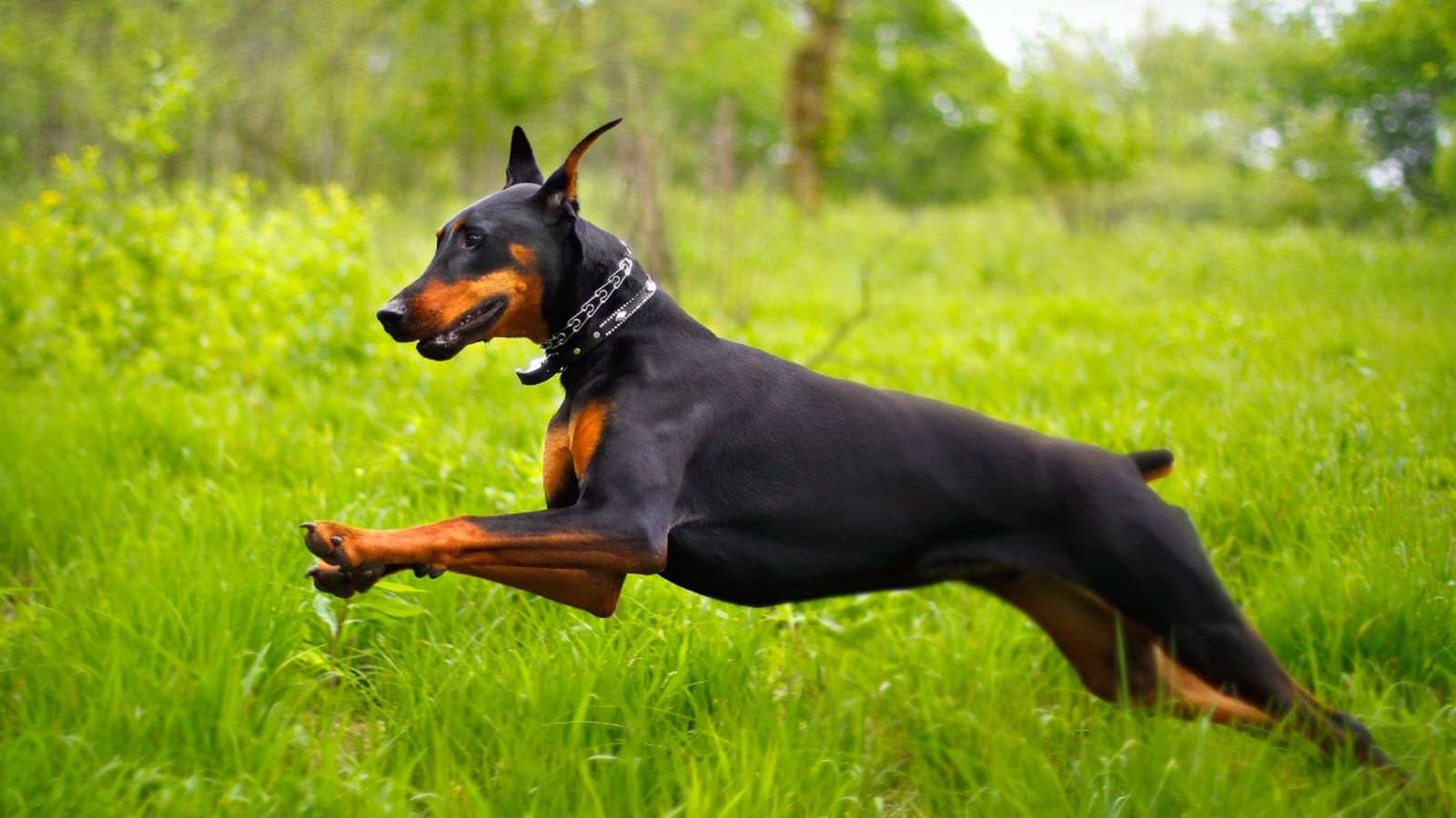 doberman