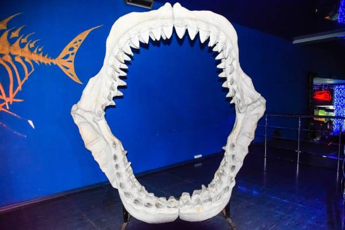 replica de mandibula de tiburon megalodon museo