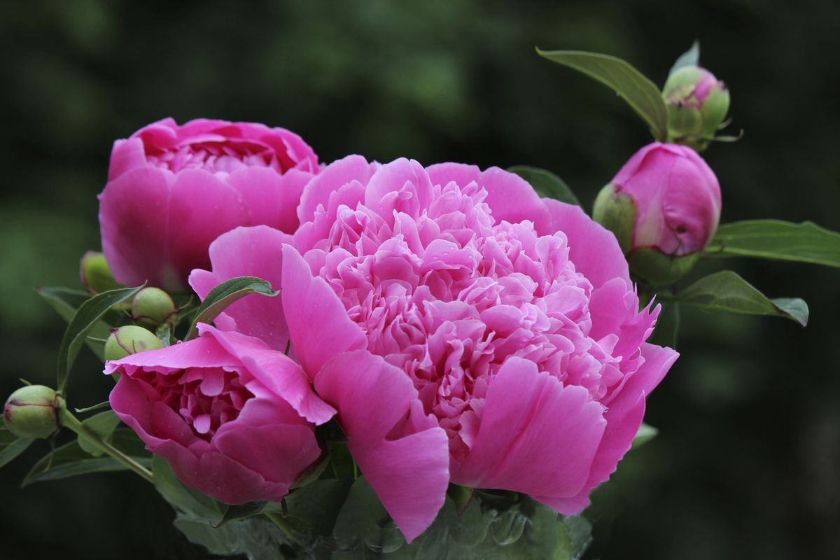 peonia arbusto sombra