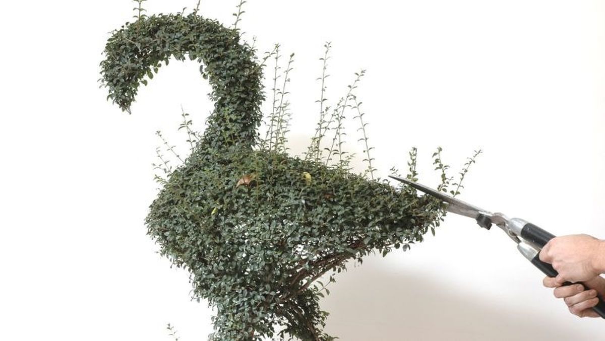 Aligustre con forma de flamenco