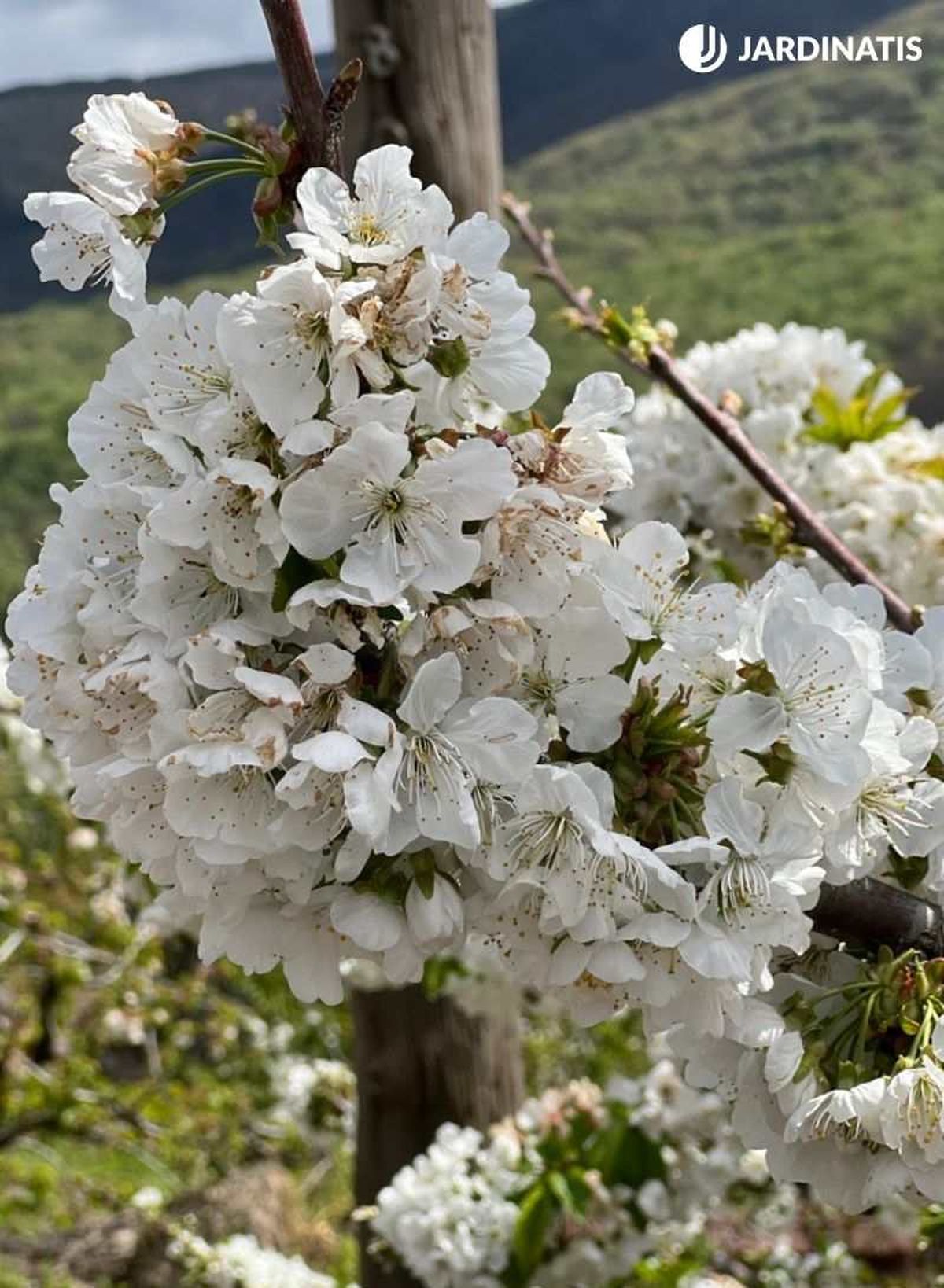 Flores de los cerezos del Valle del Jerte.