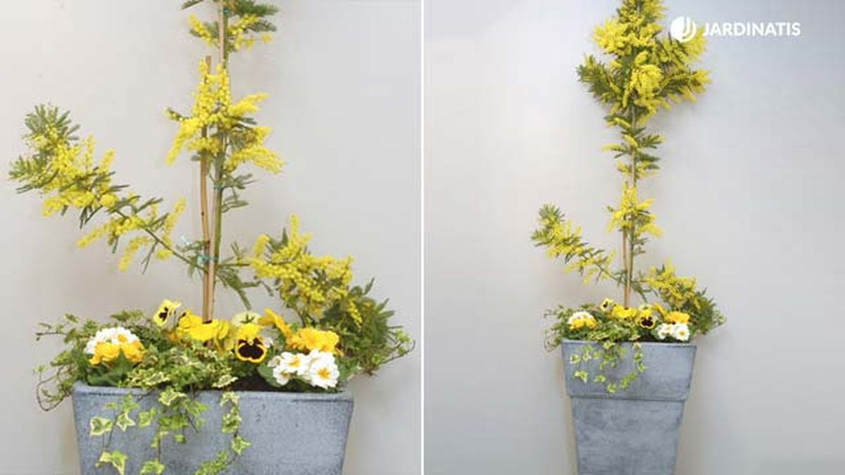 composicion con planta mimosa deco 080 jardinatis