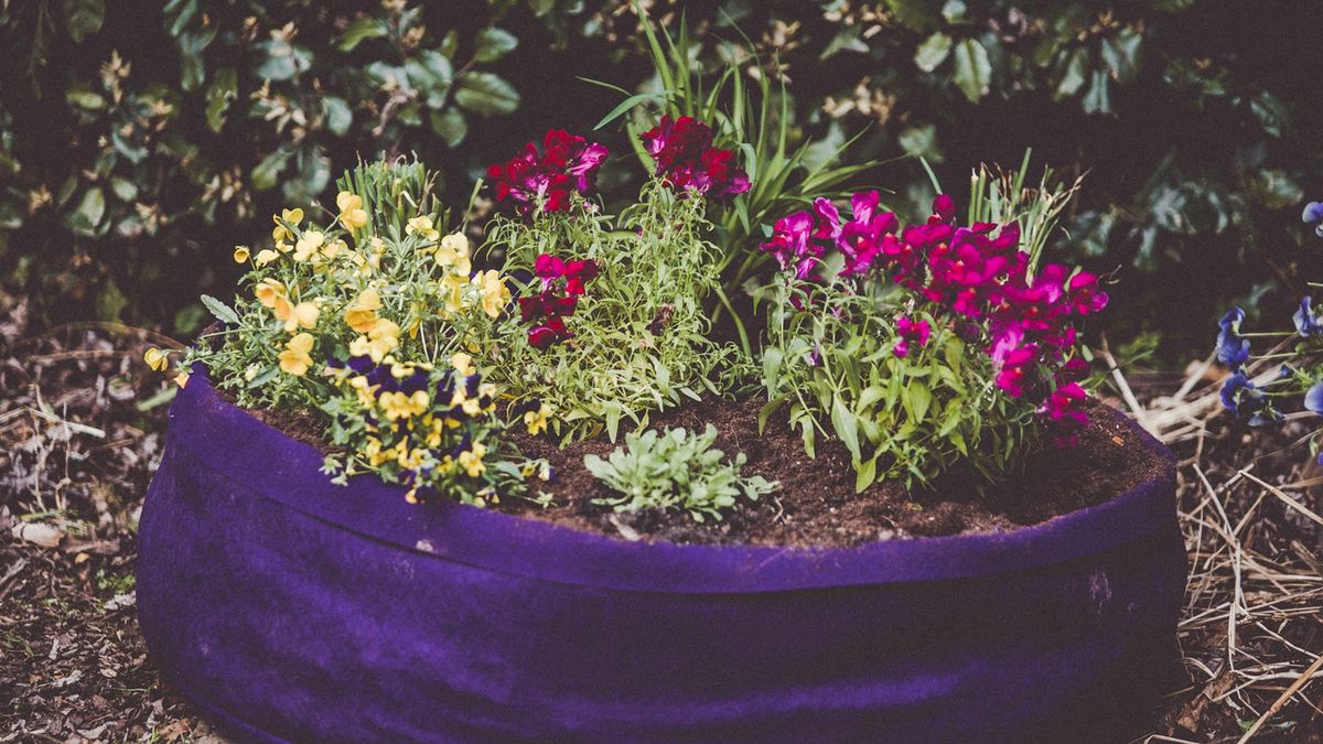 brico 988 cultivar hiebar aromaticas flores comentibles xl