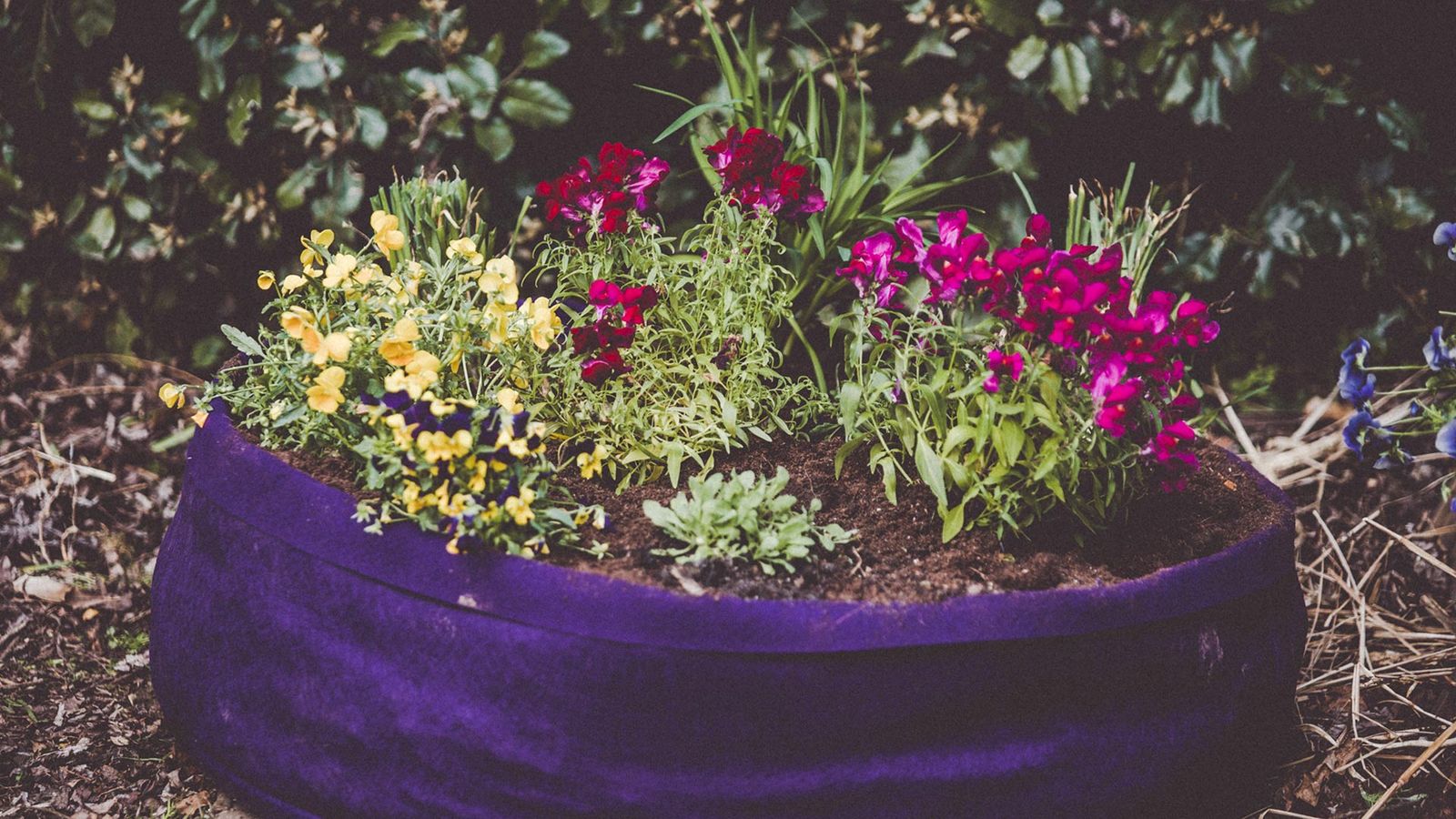 brico 988 cultivar hiebar aromaticas flores comentibles xl