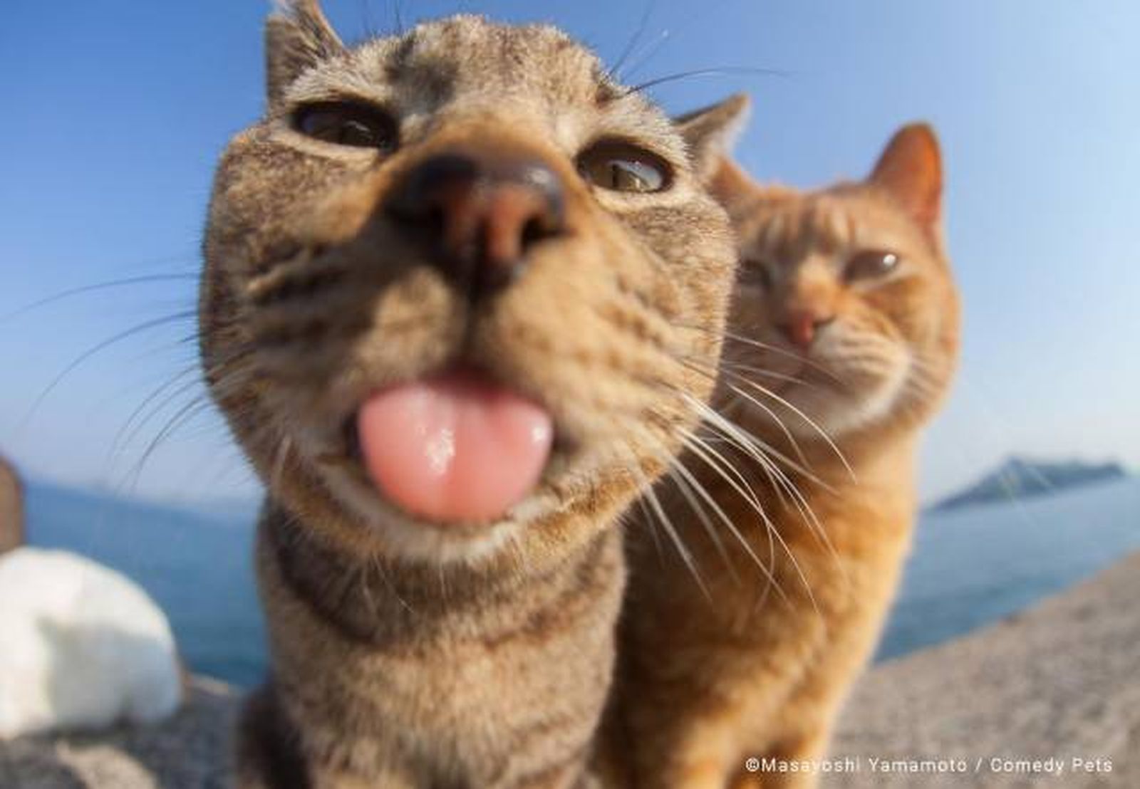 finalista8 premios fotografia Comedy Pet Photo Awards 2023
