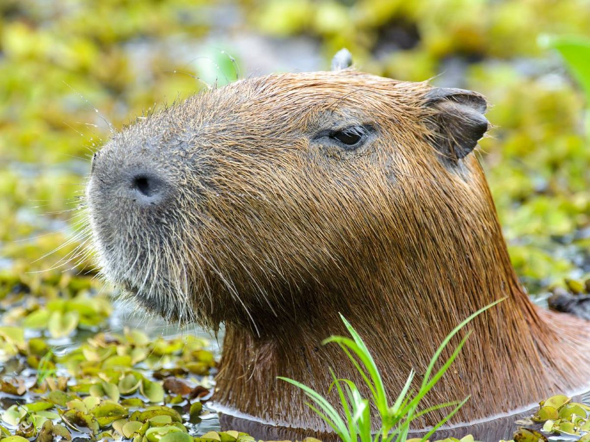 Todas estas opciones hacen que tu WhatsApp sea más bonito y divertido.
