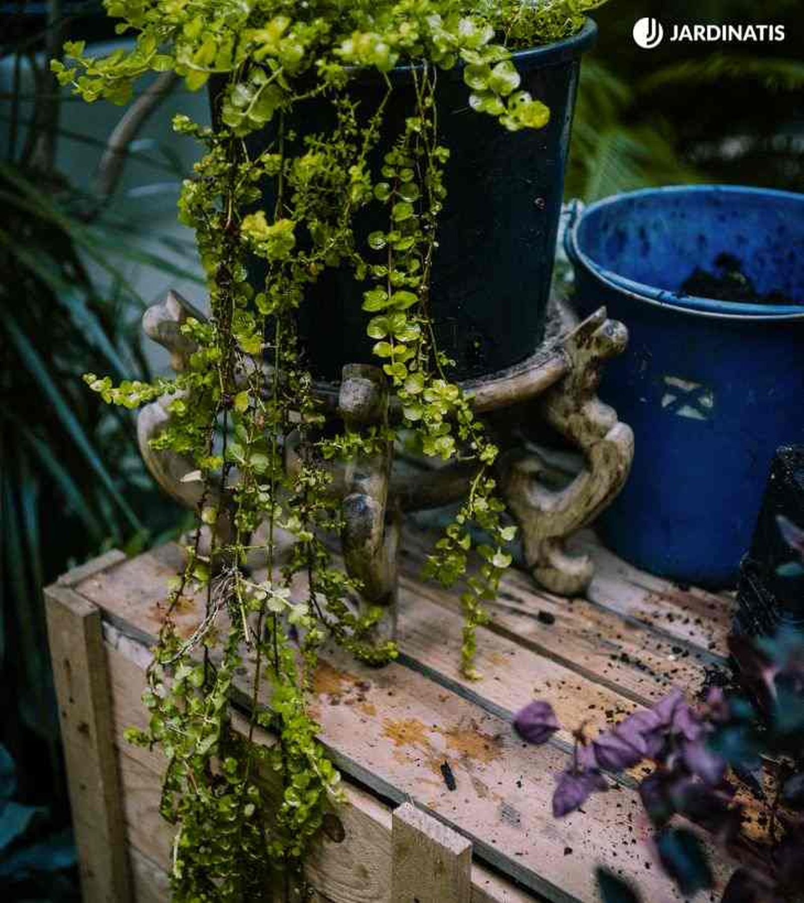 Lysimachia nummularia en tiesto