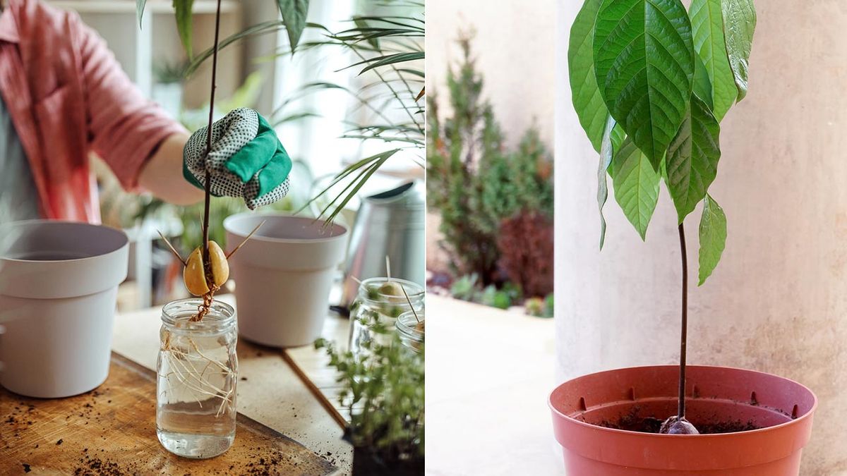 trasplantar hueso de aguacate a maceta