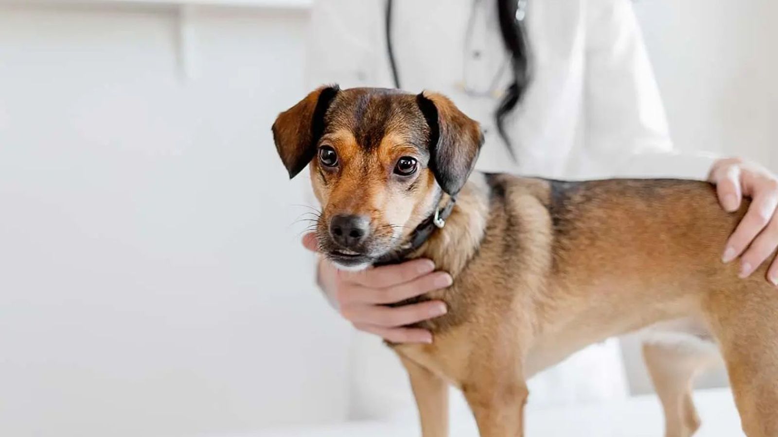 epilepsia en perros ok