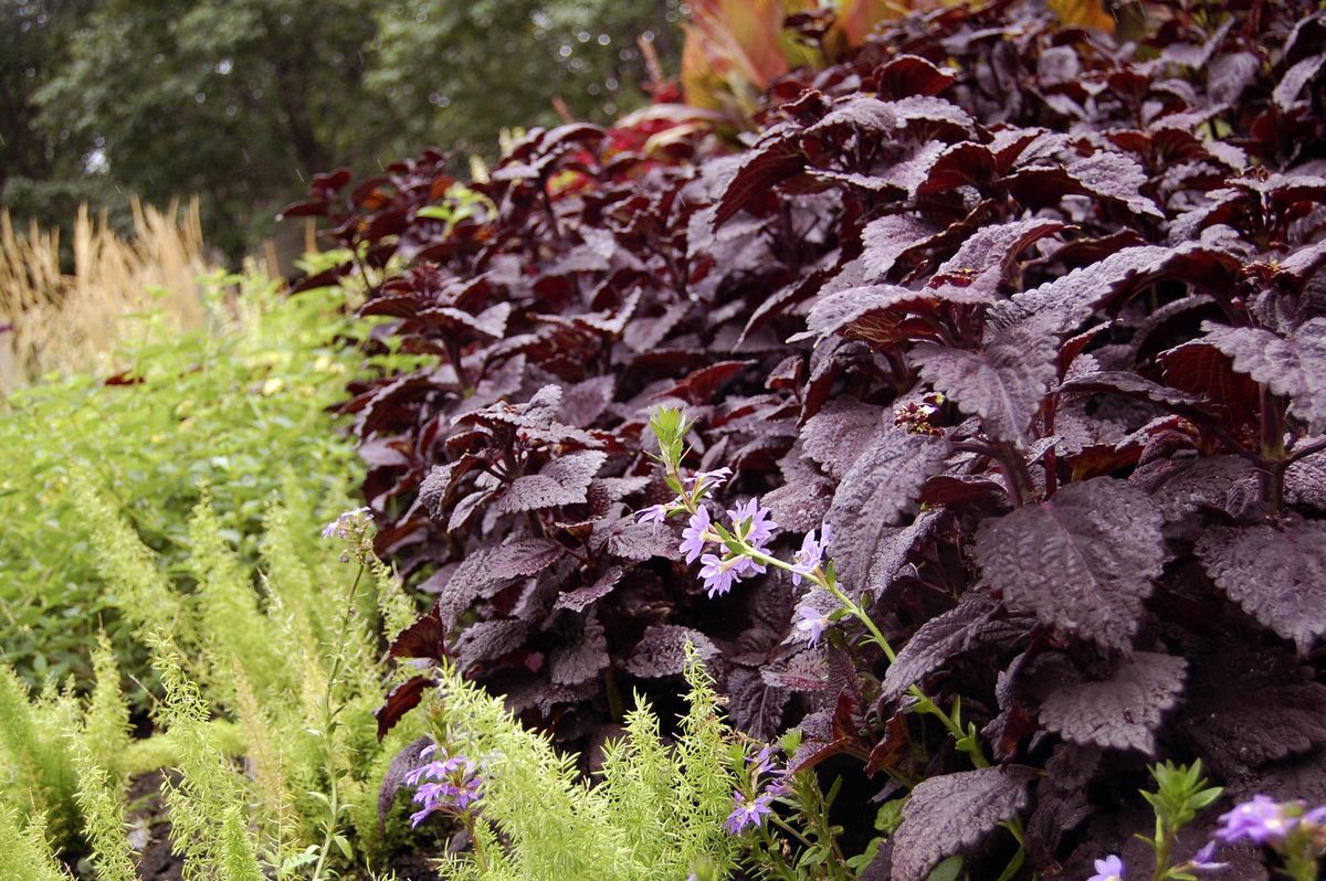 Características del shiso o Perilla frutescens
