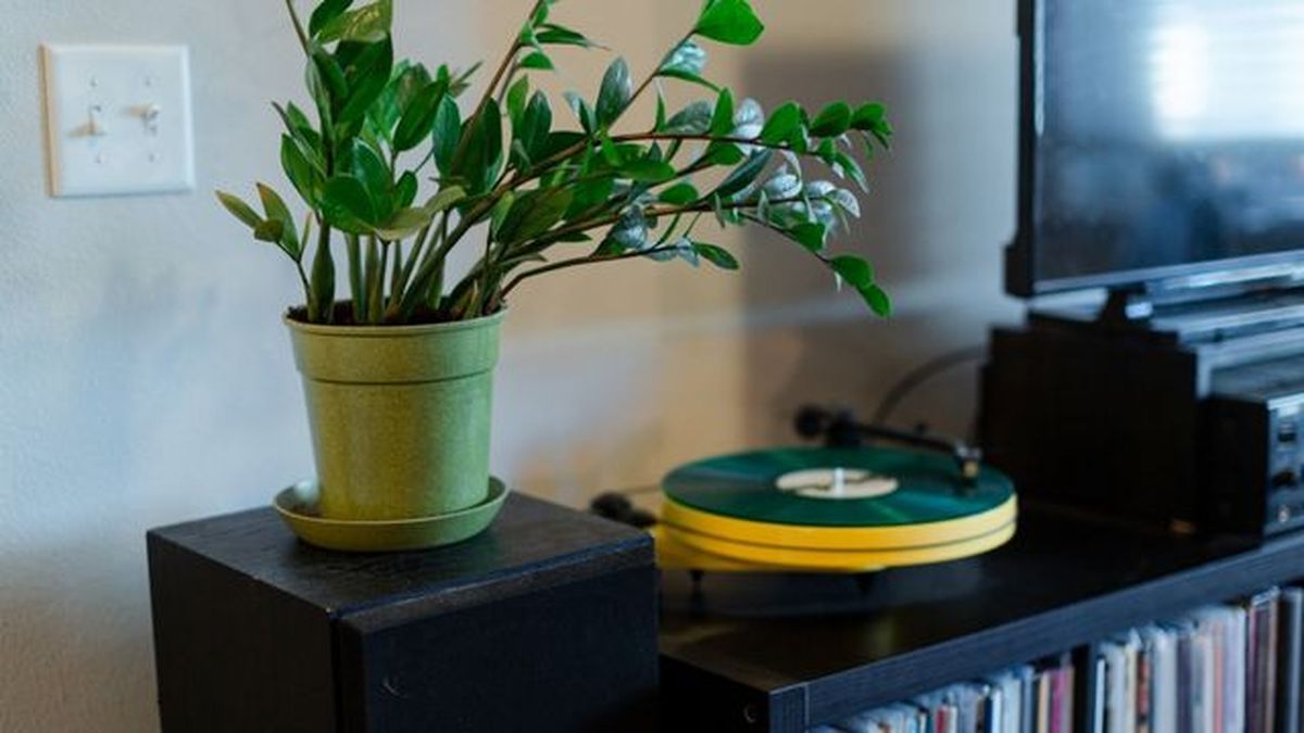 zamioculca junto a vinilos