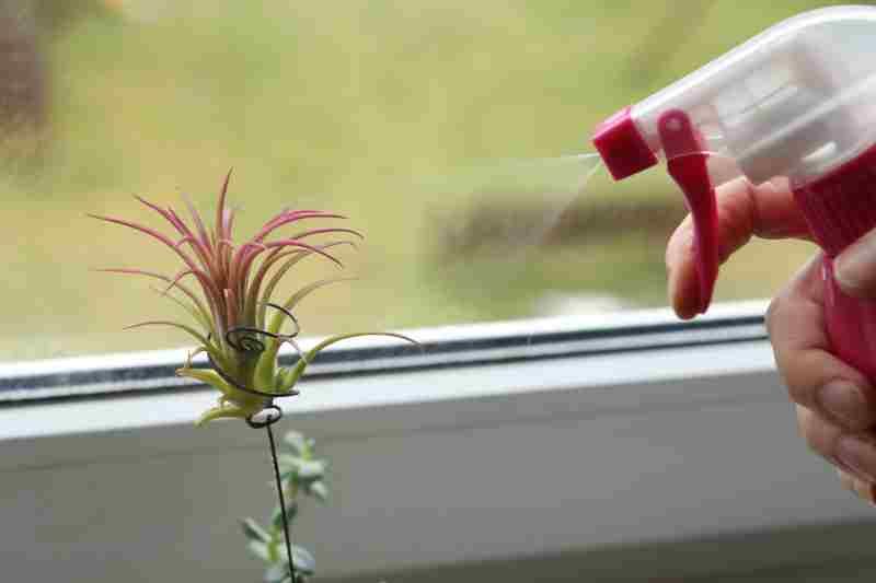 Tillandsia ionantha