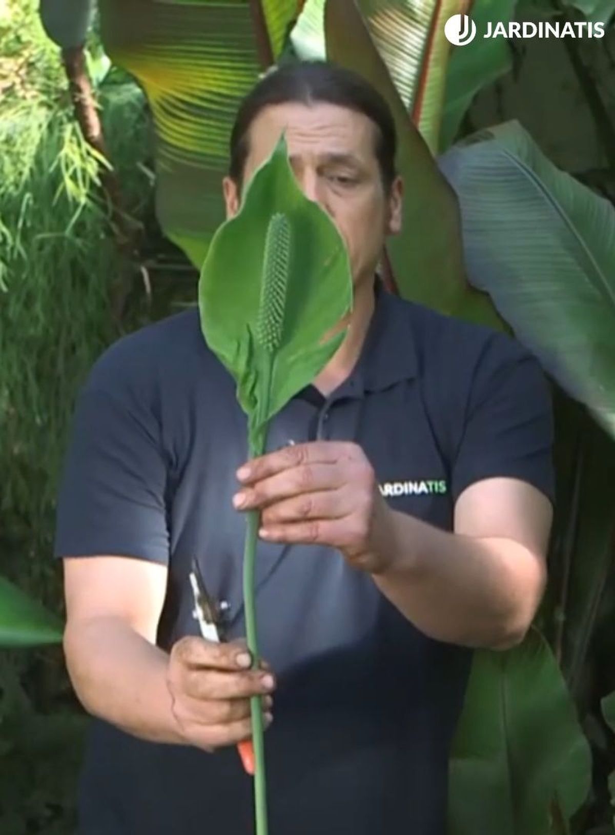 Las flores tienen un ciclo de vida