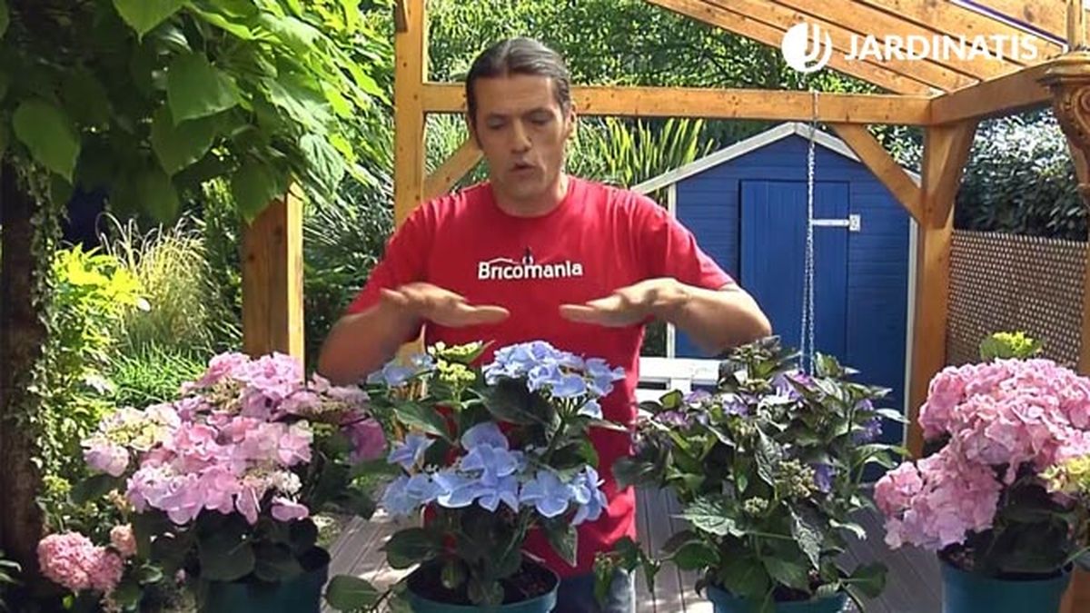 Hydrangea macrophylla Fresbee Blue flor fertil