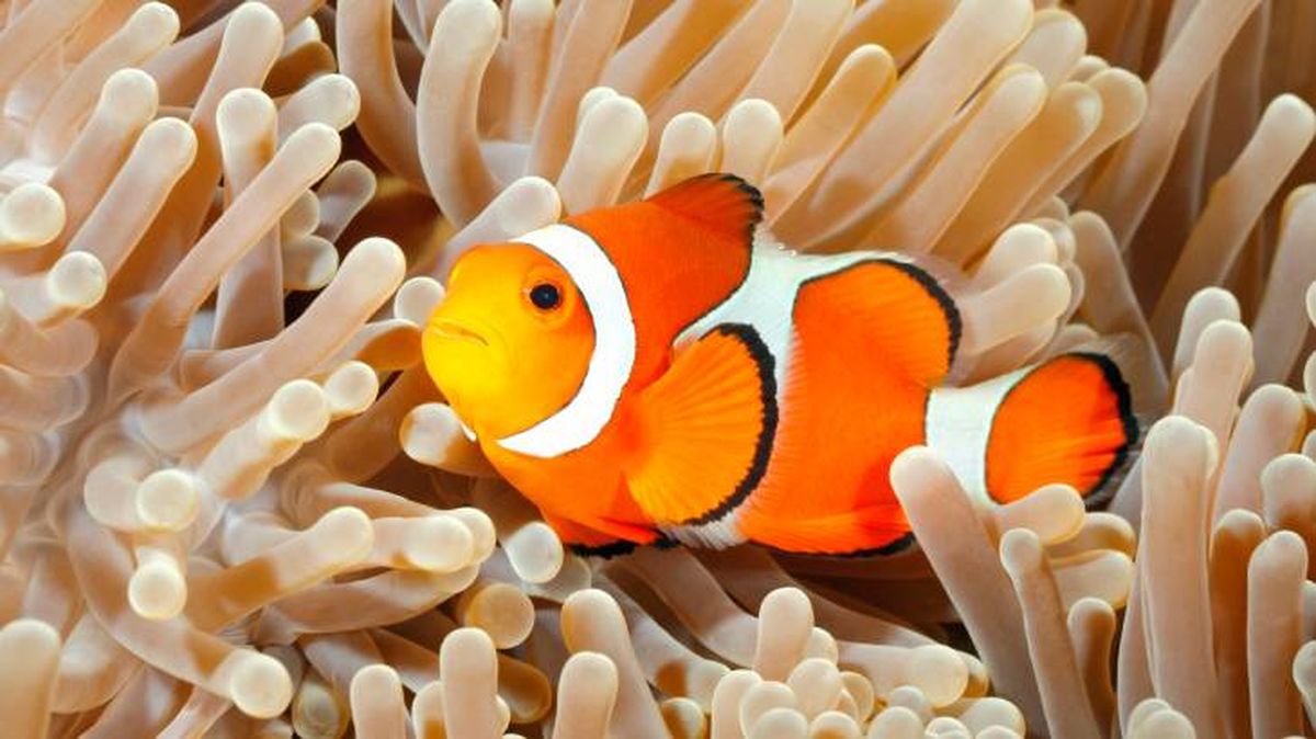 diversidad sexual animal pezpayaso