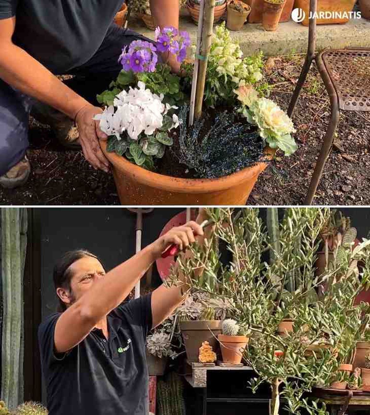 composicion floral base olivo y poda jardinatis 50