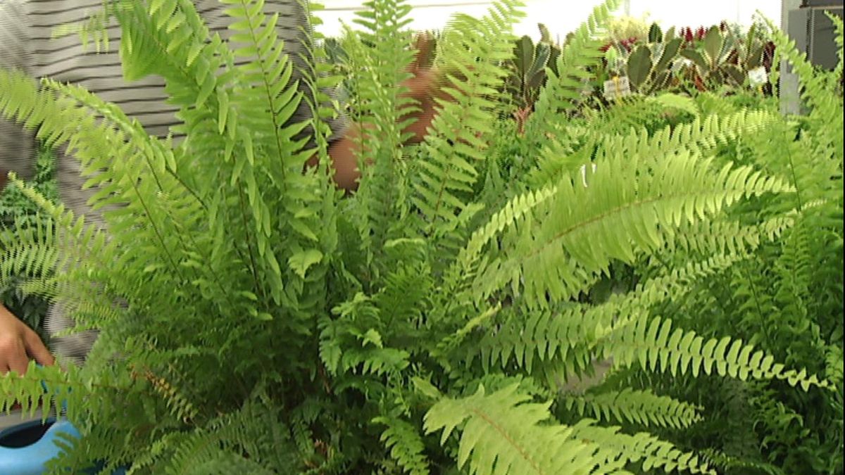 DEKO_JARDIN_403 Cuidados helechos nefrolepis