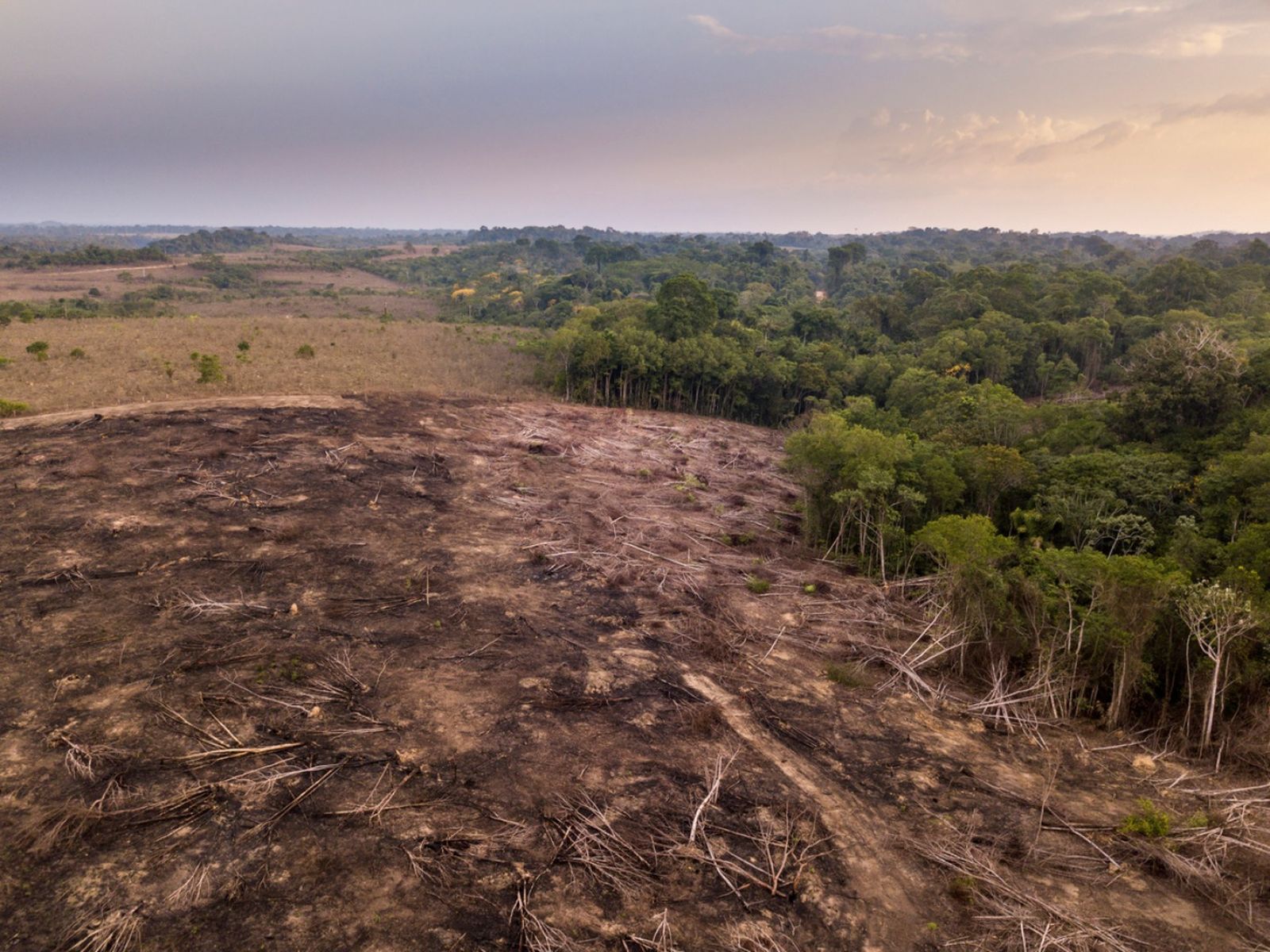 Deforestación en la selva amazónica (Bosque Nacional de Jamanxim, Para, Brasil)
