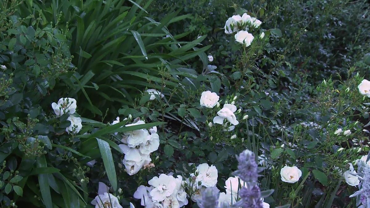 deco 774 jardin blanco lurgarden rosa opalia