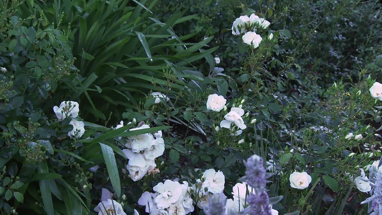 deco 774 jardin blanco lurgarden rosa opalia