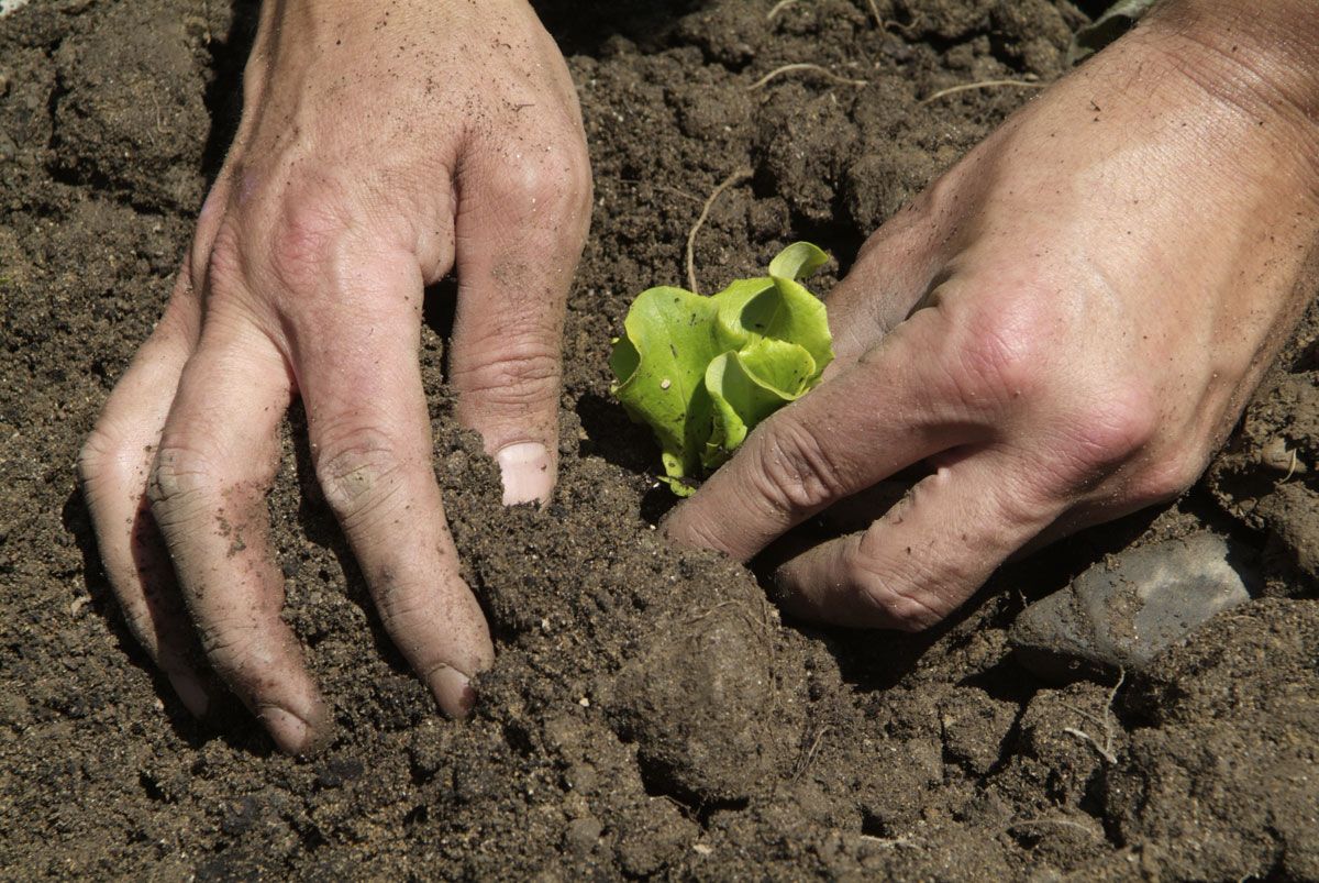 El huerto ornamental paso 6