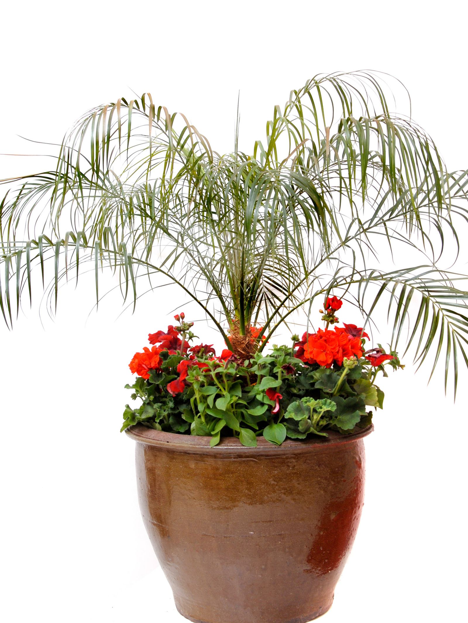 Composición con Palmera de Roebelen, Geranios y Petunias