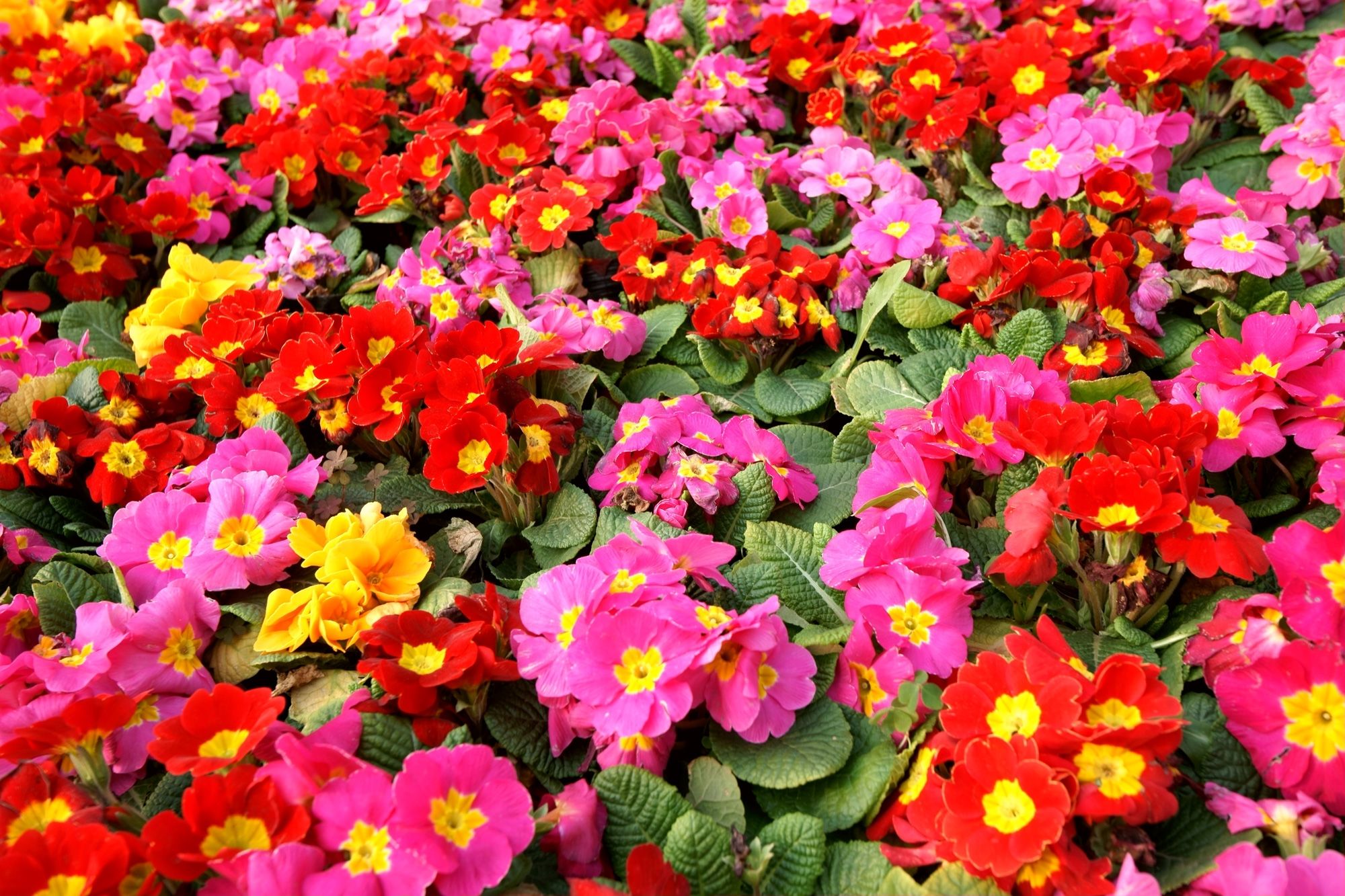 primula acaulis