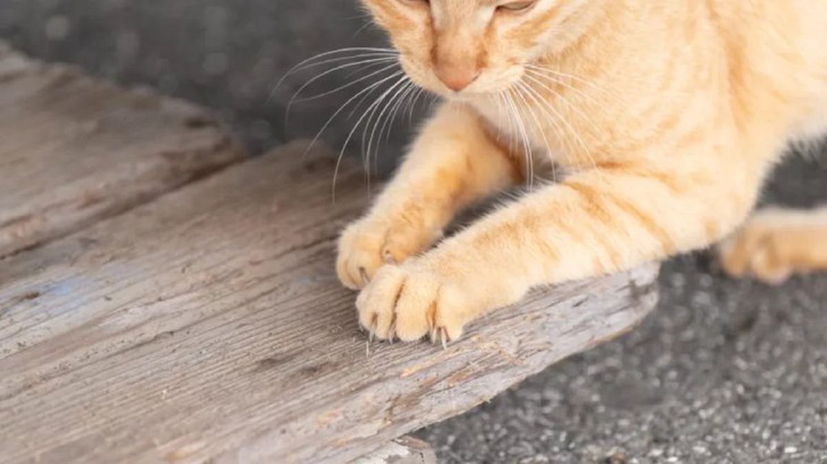 como cortarle las unas a un gato 6