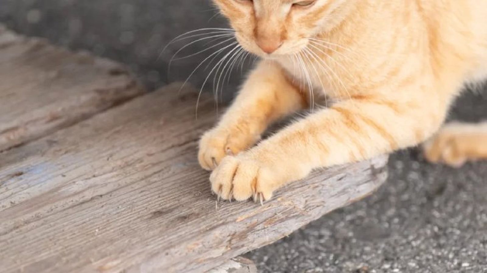 como cortarle las unas a un gato 6
