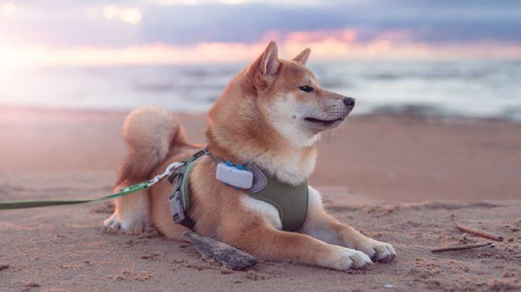 localizadores gps para perros 1