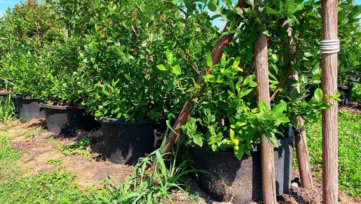 Arbustos de arándanos en macetas
