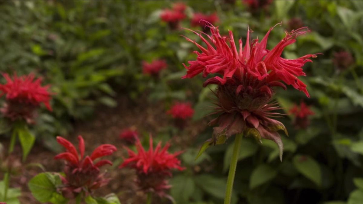 brico 631 jardin bergamota flores