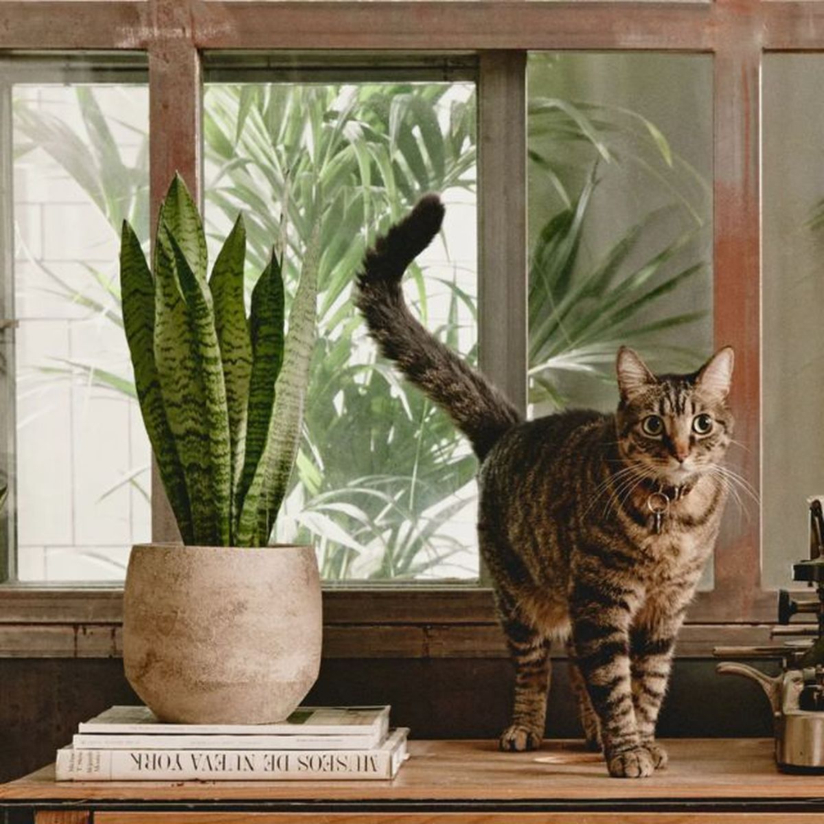 sansevieria zeylanica april plants