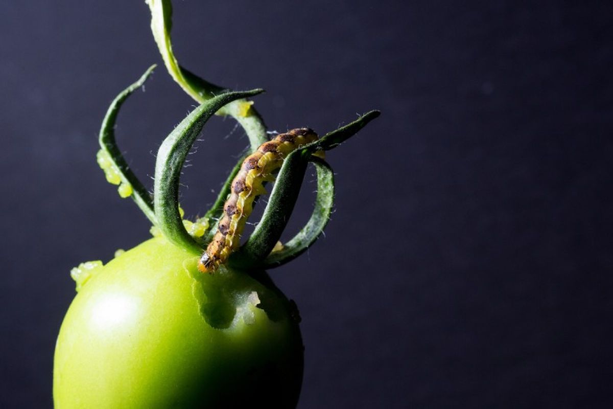 Helicoverpa armigera